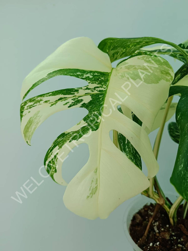 Monstera variegata albo