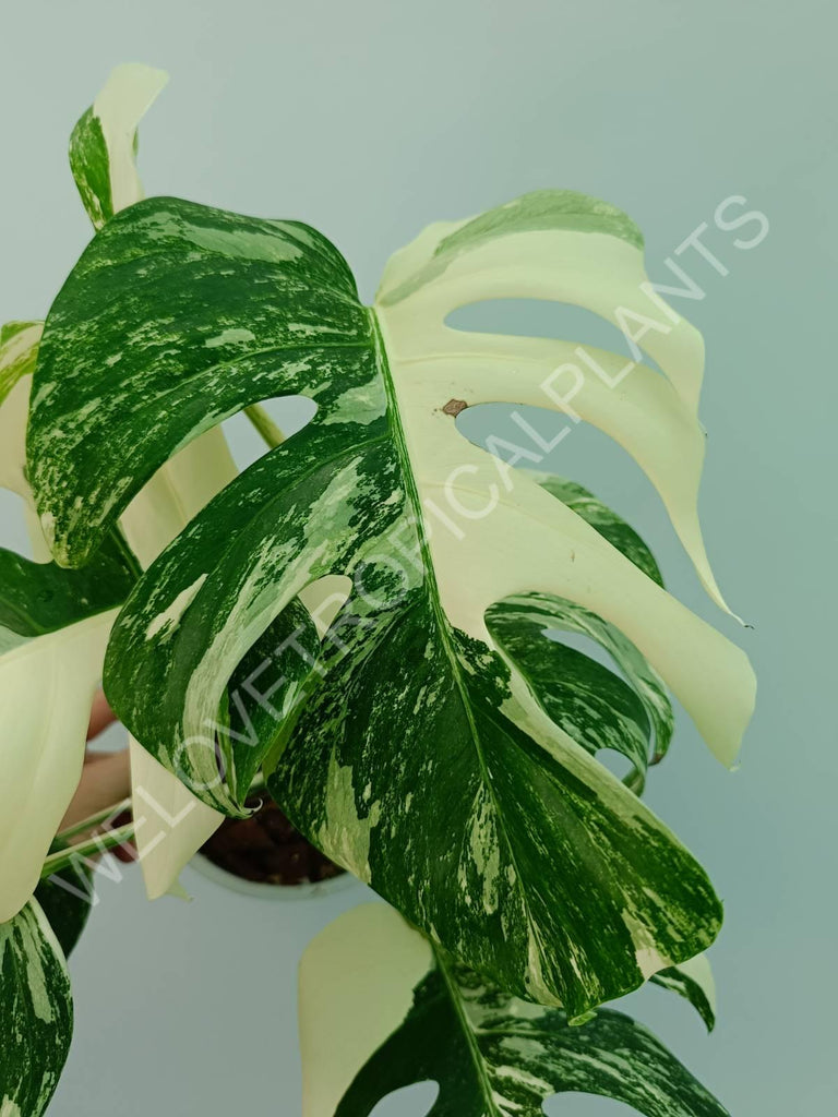 Monstera variegata albo