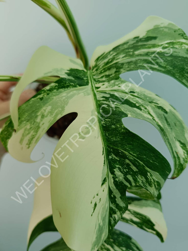 Monstera variegata albo