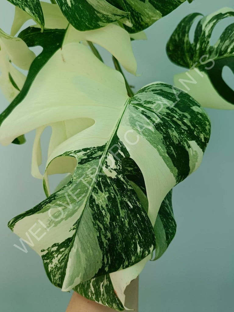 Monstera variegata albo