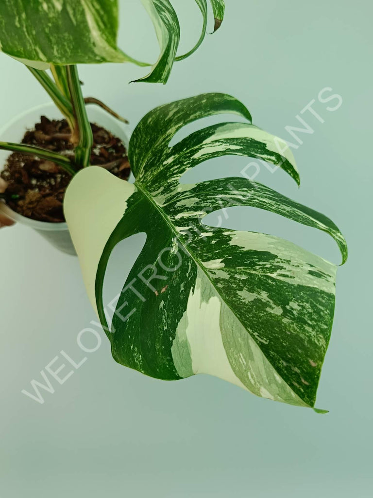 Monstera variegata albo