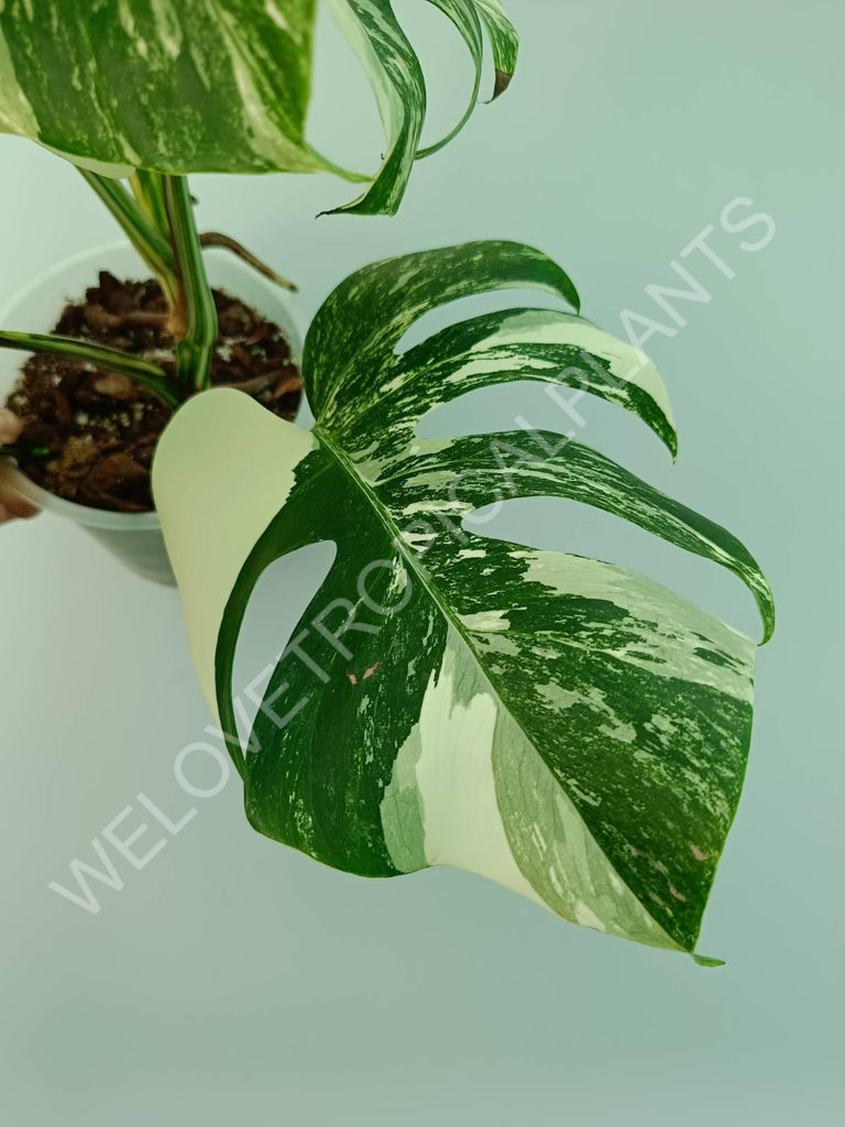 Monstera variegata albo