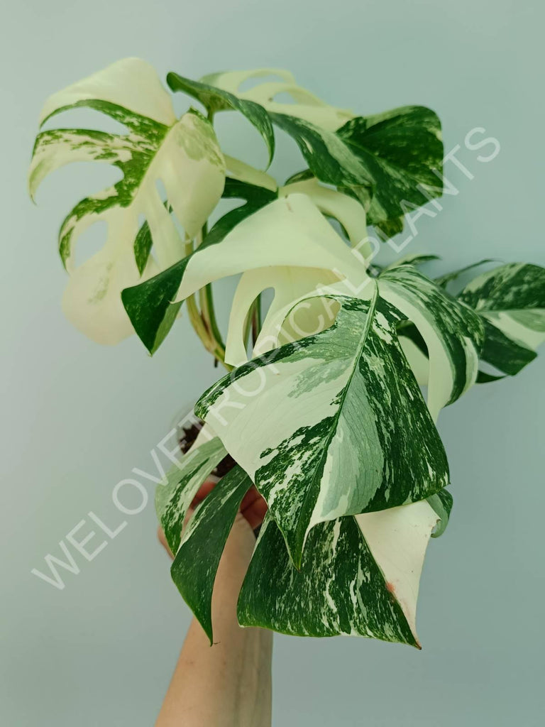 Monstera variegata albo