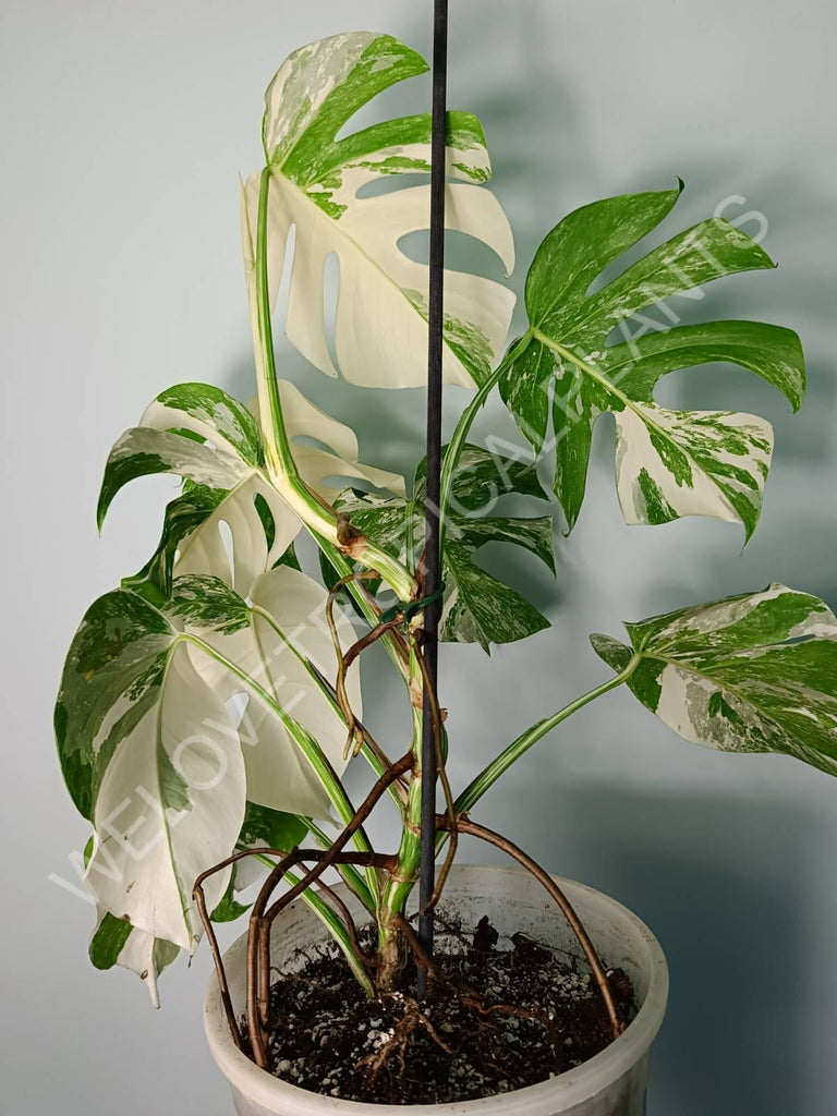 Monstera variegata albo