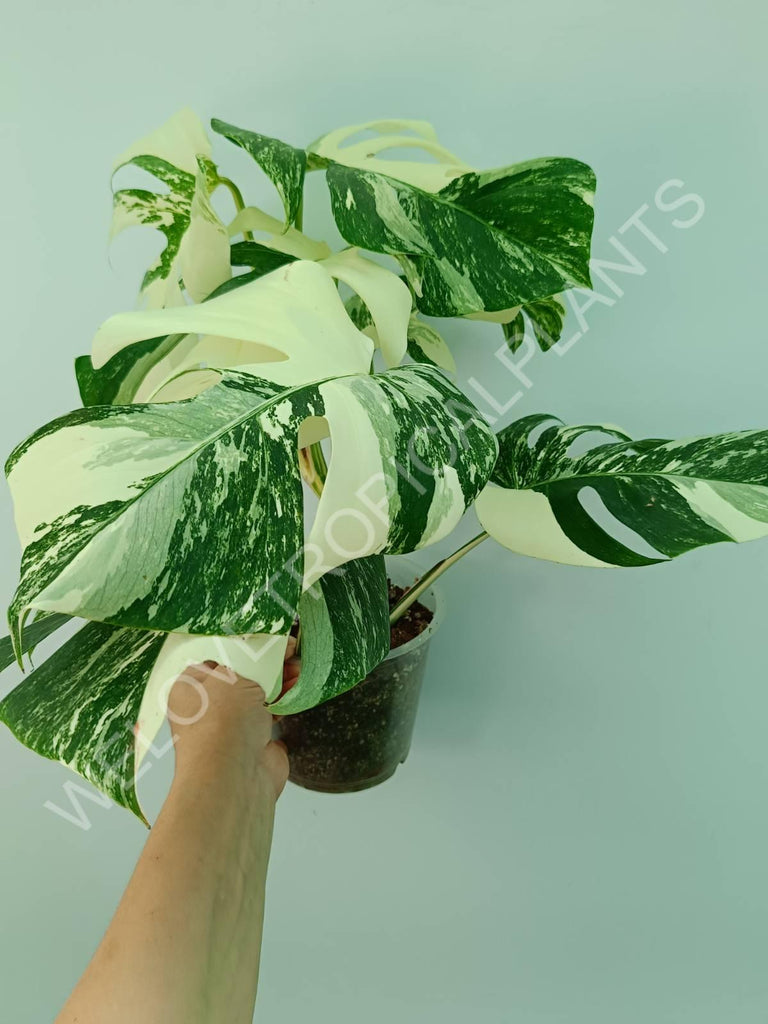 Monstera variegata albo