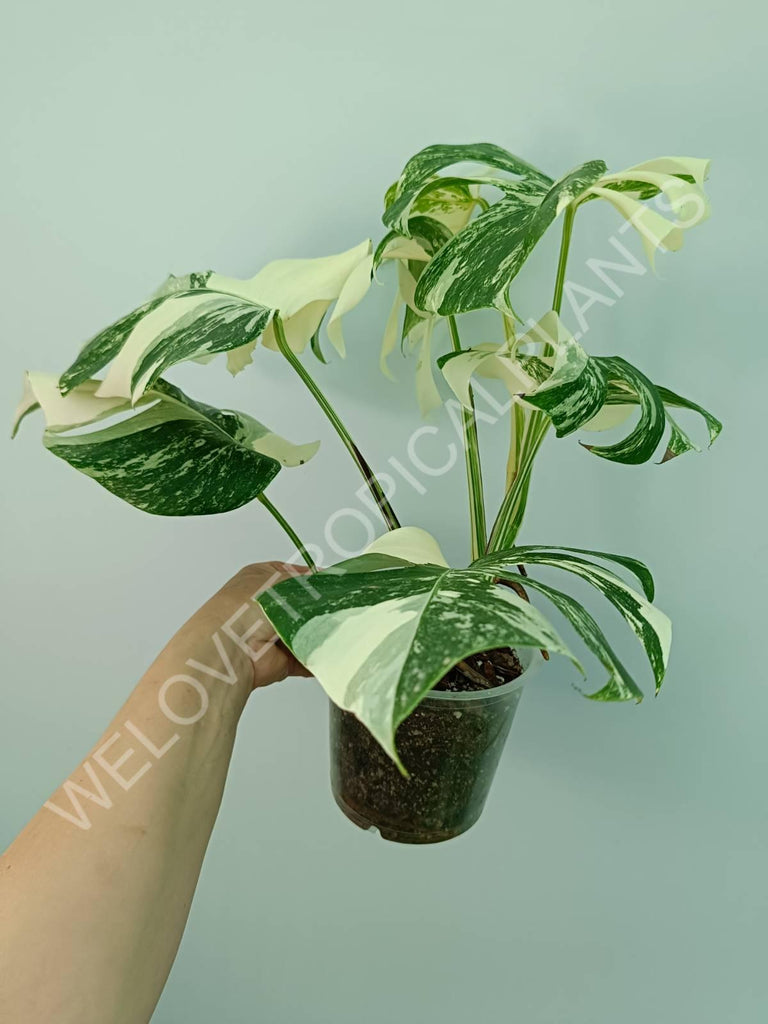 Monstera variegata albo