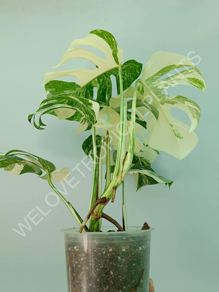 Monstera variegata albo