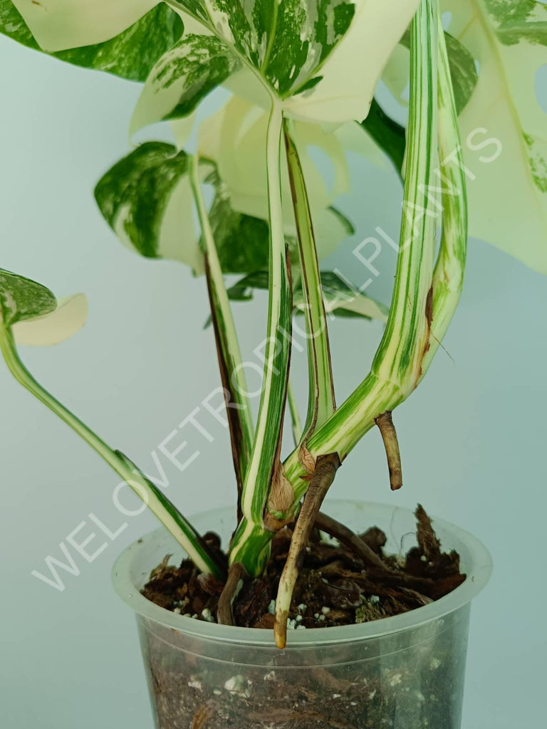 Monstera variegata albo