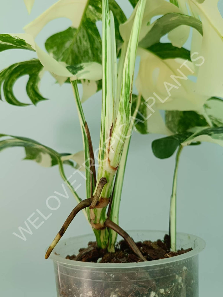 Monstera variegata albo