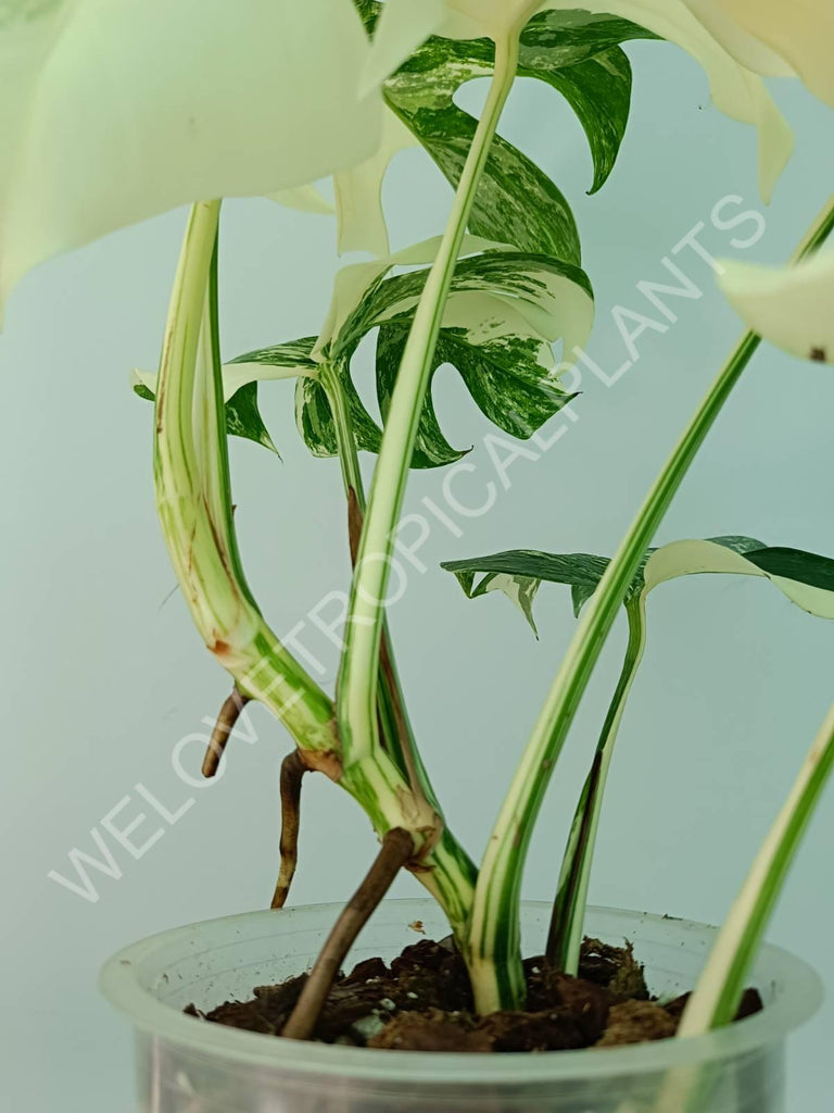 Monstera variegata albo