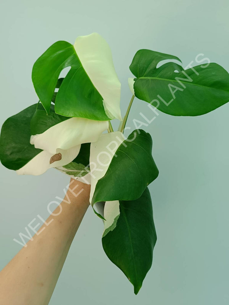 Monstera variegata albo solid white