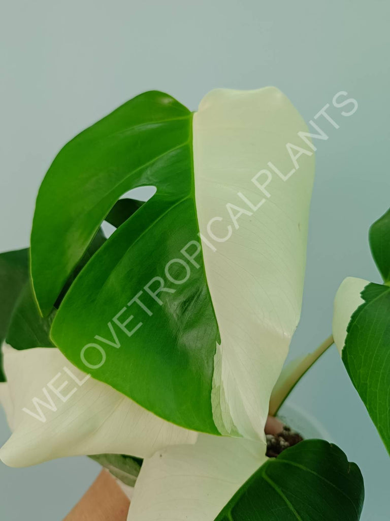 Monstera variegata albo solid white