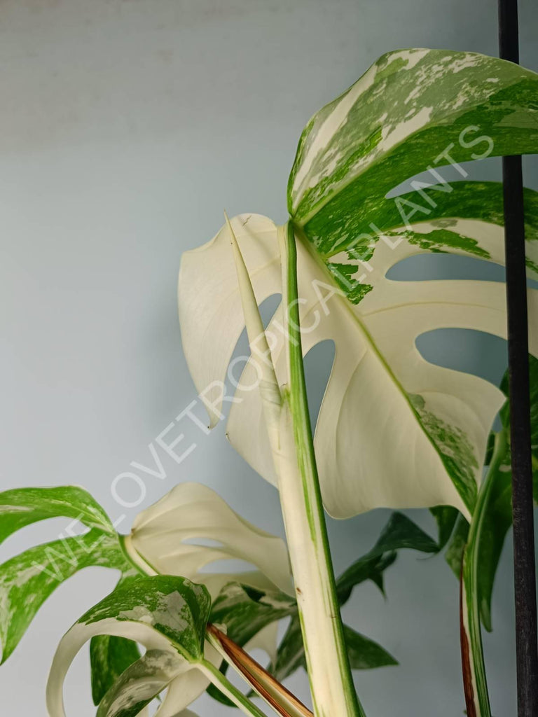 Monstera variegata albo