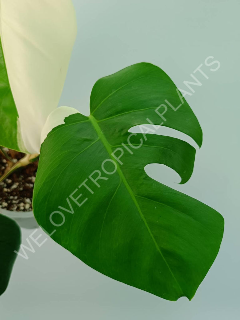 Monstera variegata albo solid white