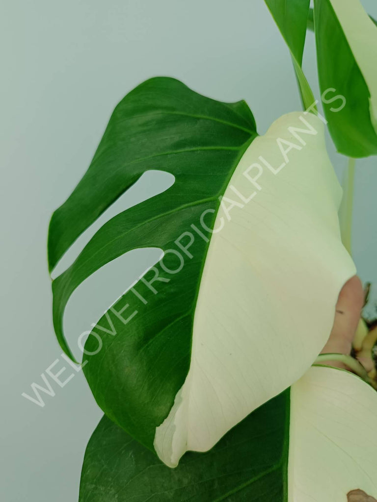 Monstera variegata albo solid white