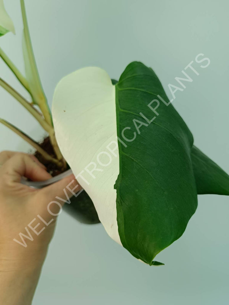 Monstera variegata albo solid white