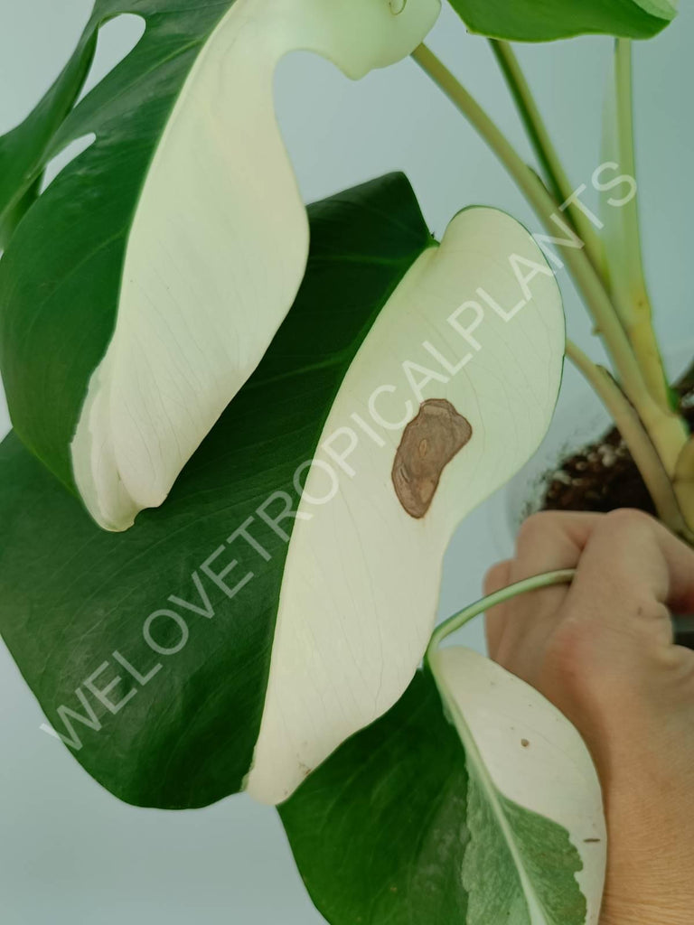 Monstera variegata albo solid white