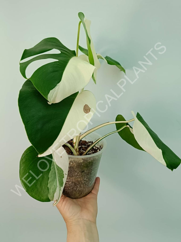 Monstera variegata albo solid white