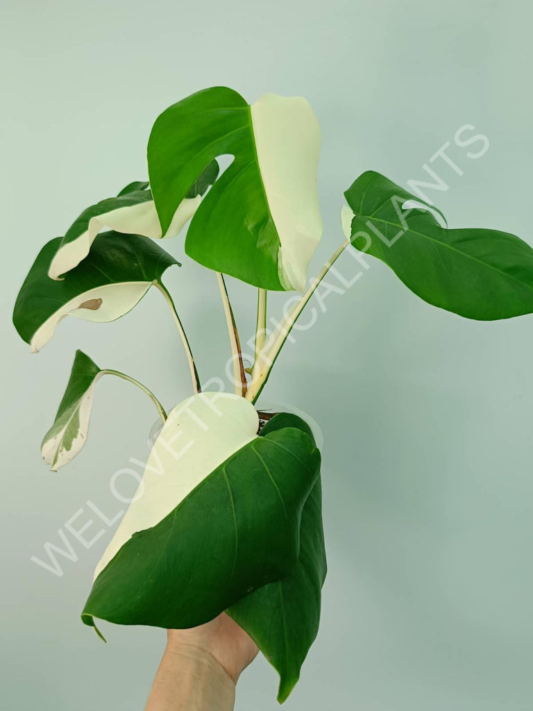 Monstera variegata albo solid white