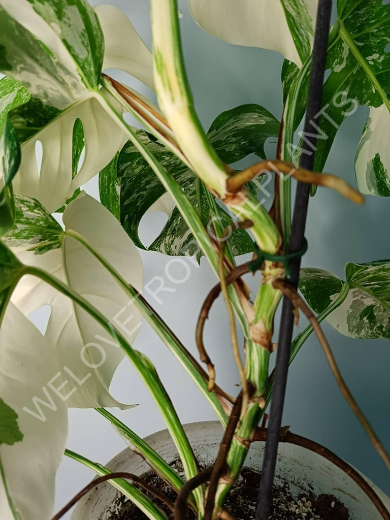 Monstera variegata albo