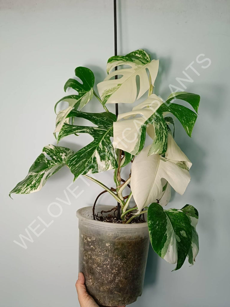 Monstera variegata albo