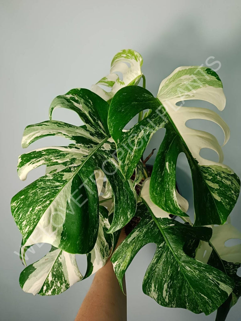 Monstera variegata albo