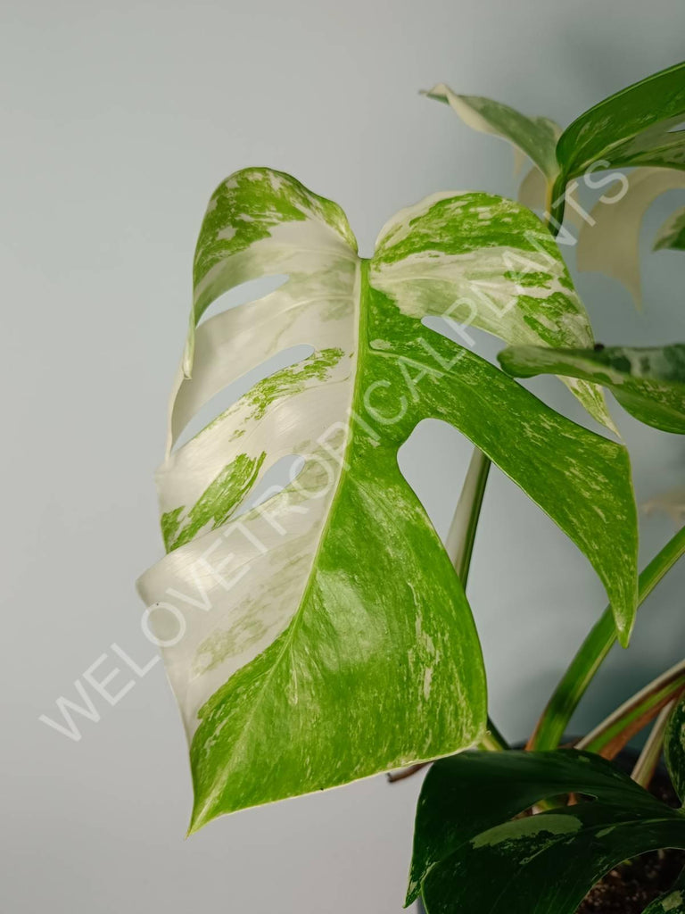 Monstera variegata albo