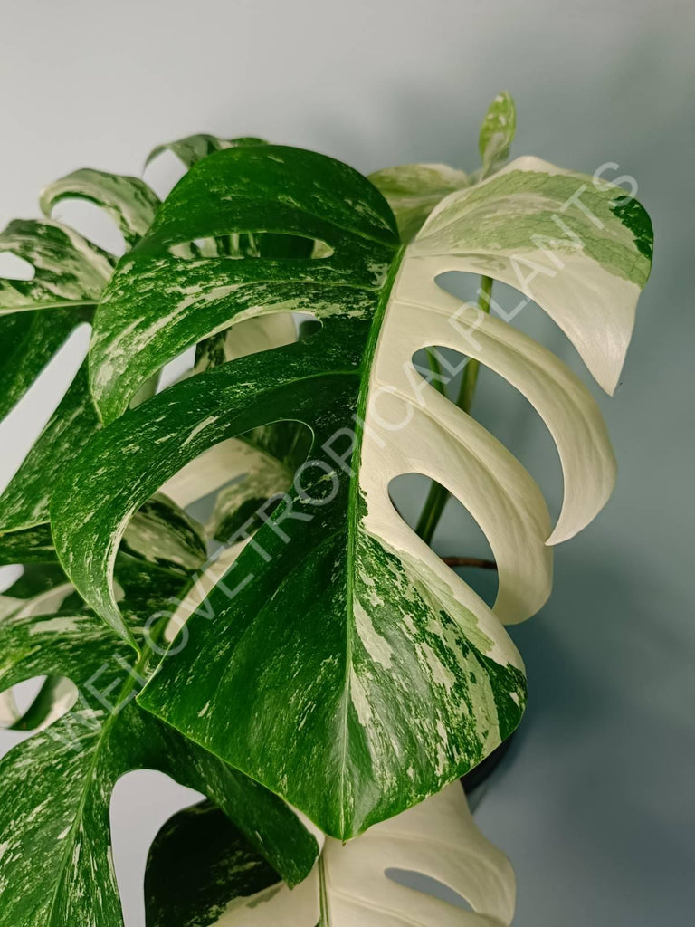 Monstera variegata albo