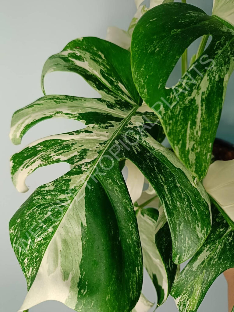 Monstera variegata albo