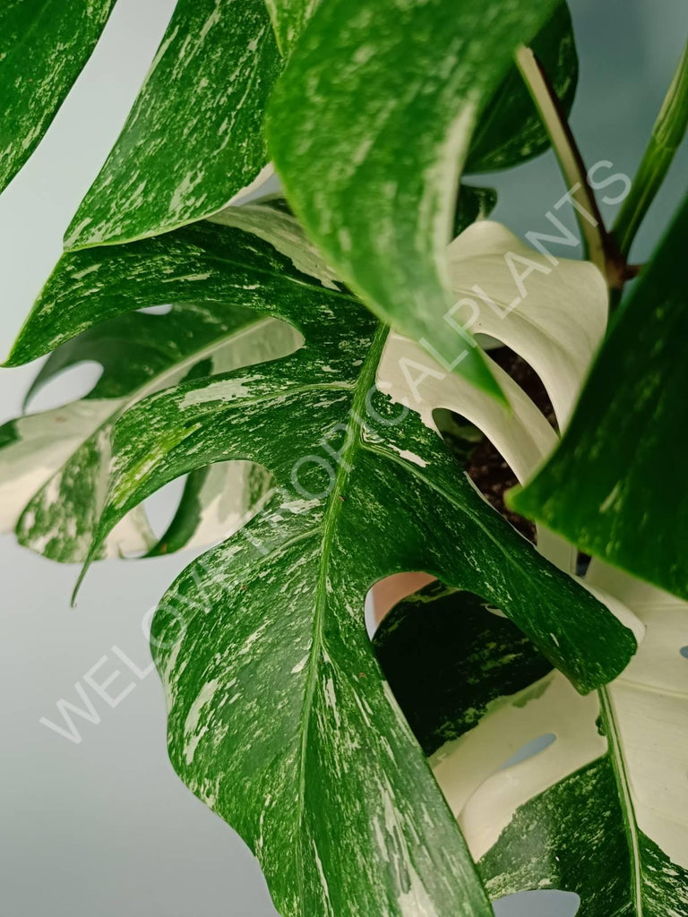 Monstera variegata albo