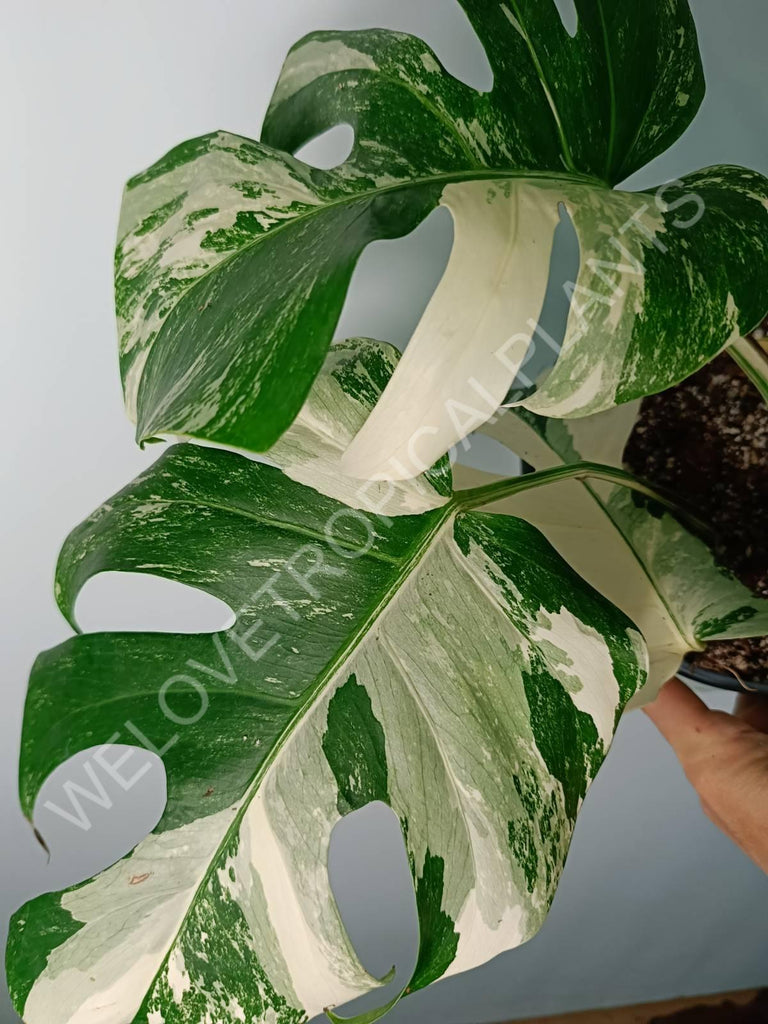 Monstera variegata albo