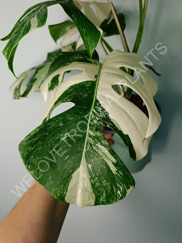 Monstera variegata albo