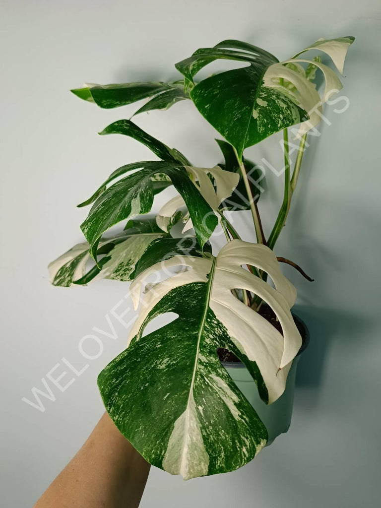 Monstera variegata albo