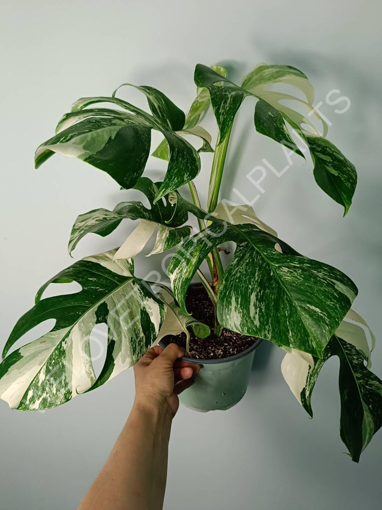 Monstera variegata albo