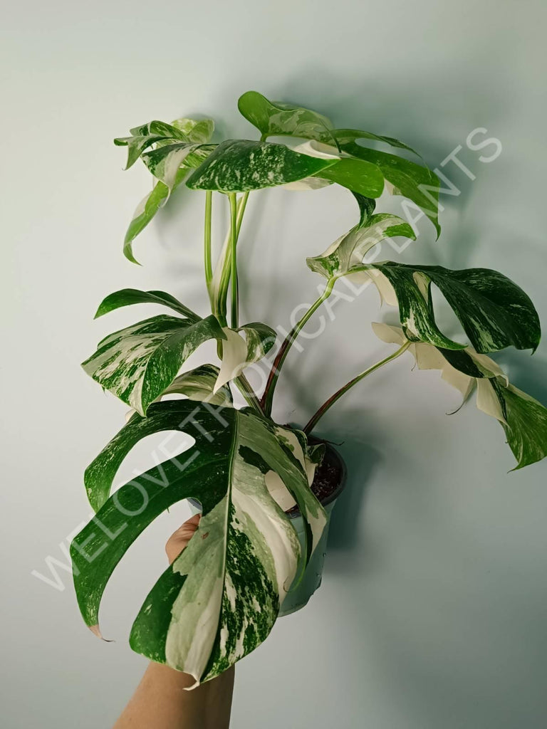 Monstera variegata albo