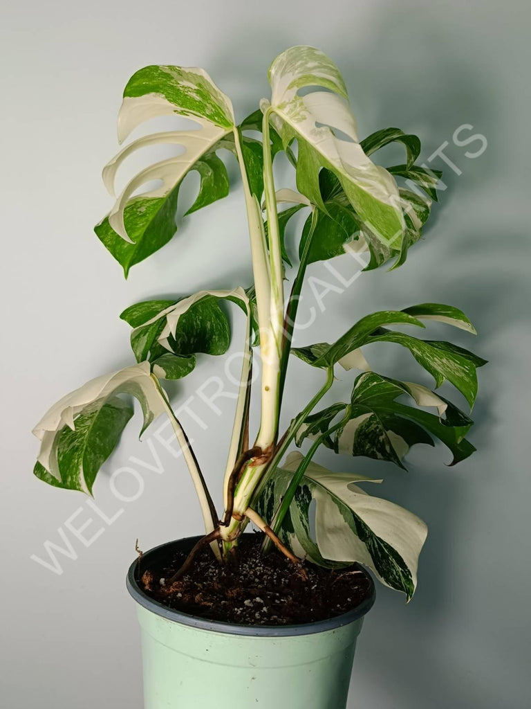 Monstera variegata albo