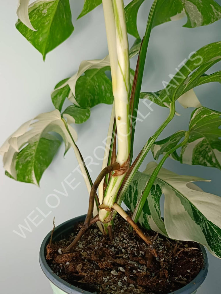 Monstera variegata albo