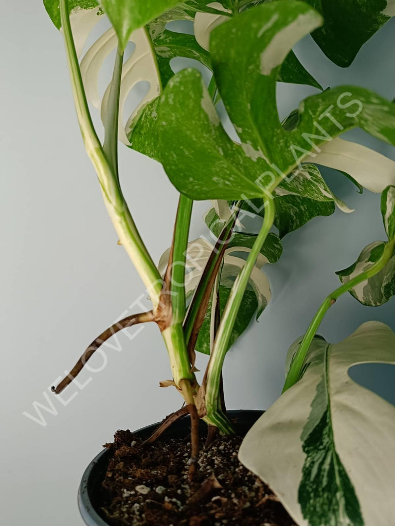 Monstera variegata albo