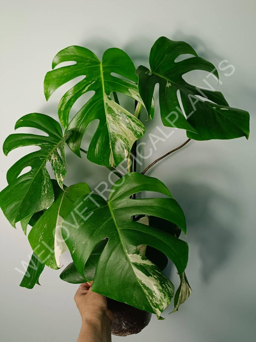 Buy Monstera variegata albo – Welovetropicalplants