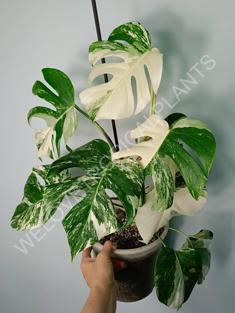 Monstera variegata albo