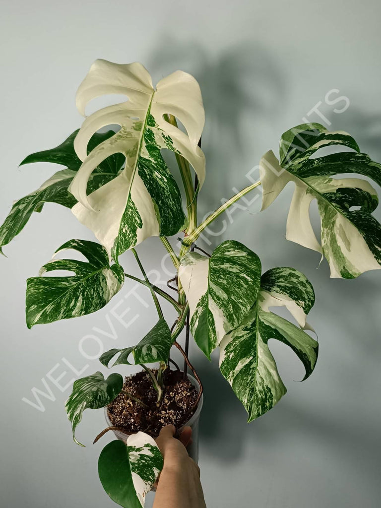 Monstera variegata albo