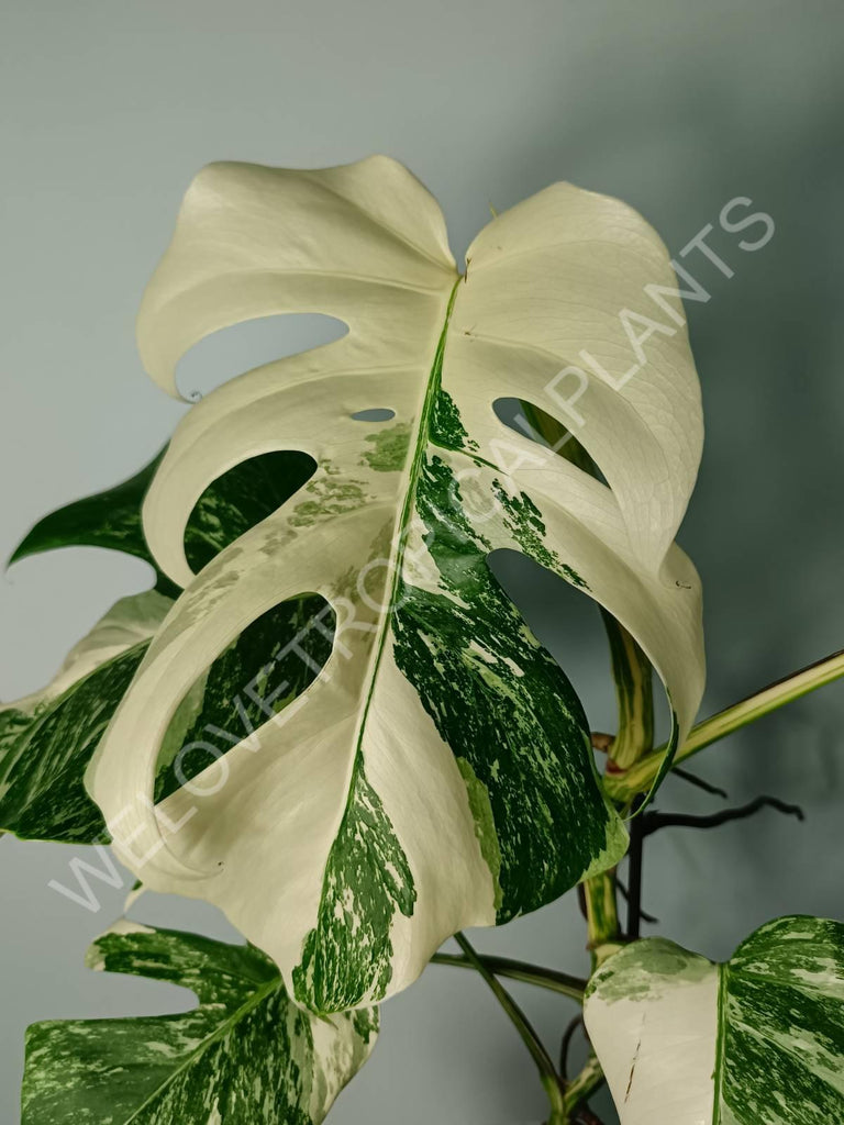 Monstera variegata albo