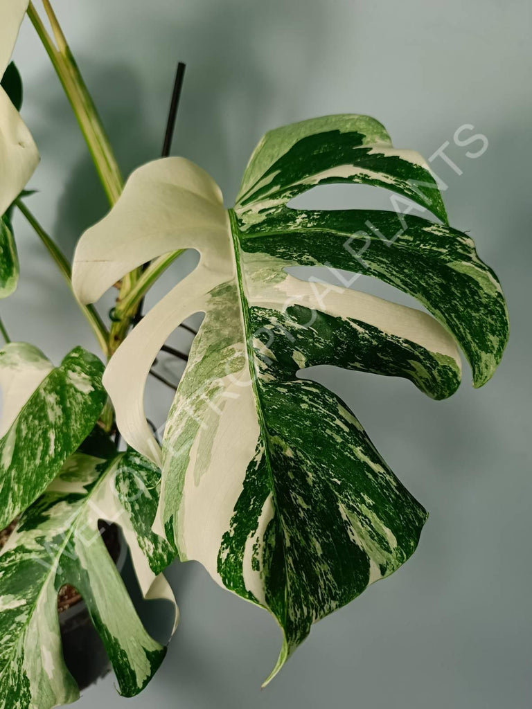 Monstera variegata albo