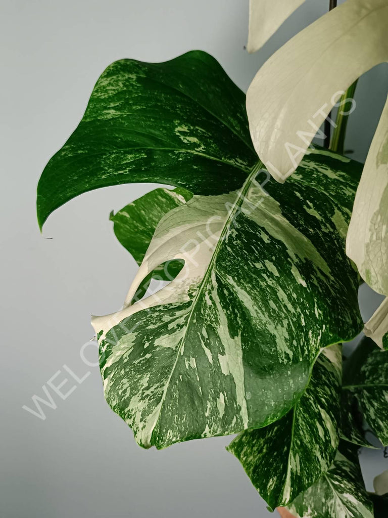 Monstera variegata albo