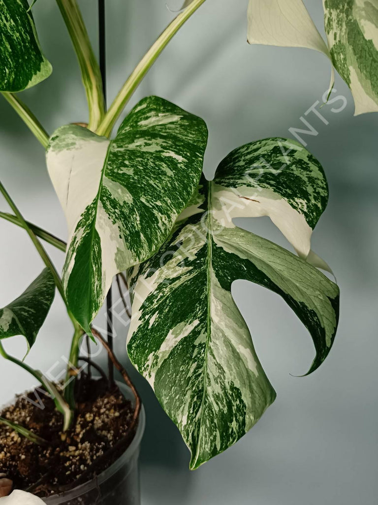 Monstera variegata albo