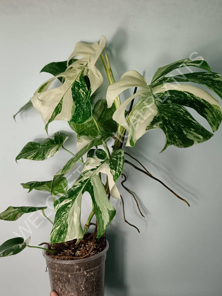 Monstera variegata albo