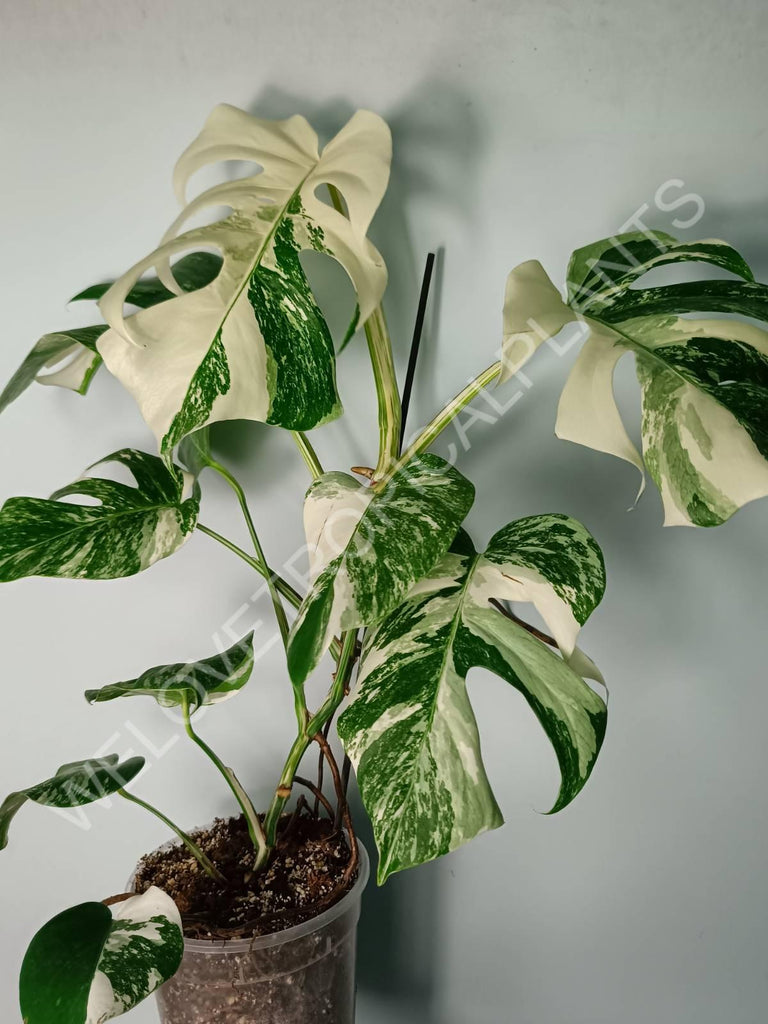 Monstera variegata albo