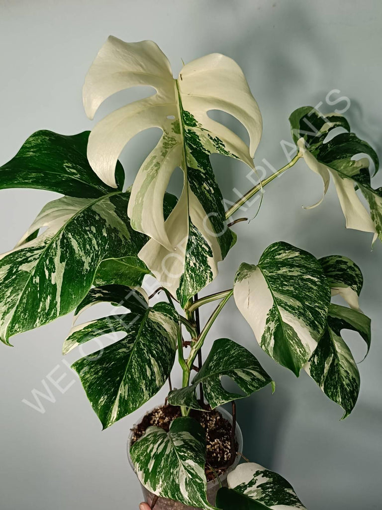 Monstera variegata albo