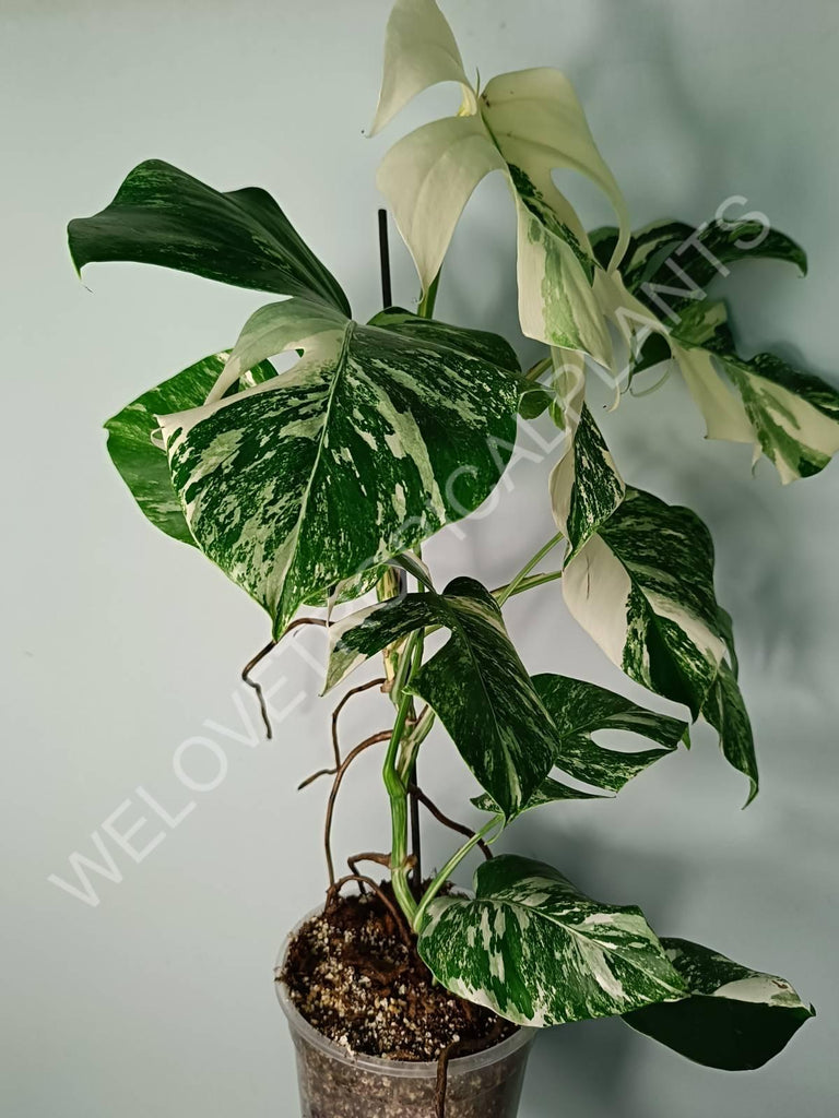 Monstera variegata albo