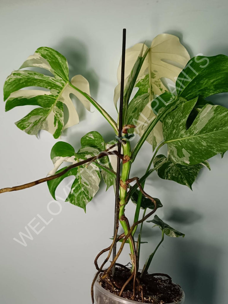 Monstera variegata albo